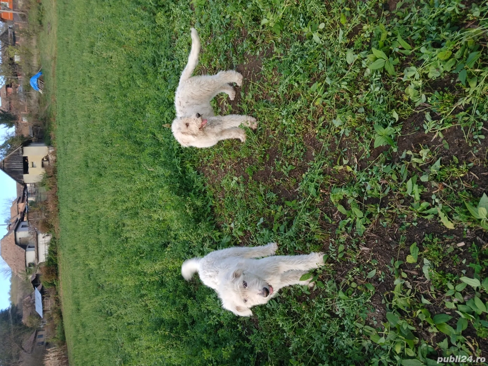 disponibili un mascul și o femela  disponibili un mascul și o femela