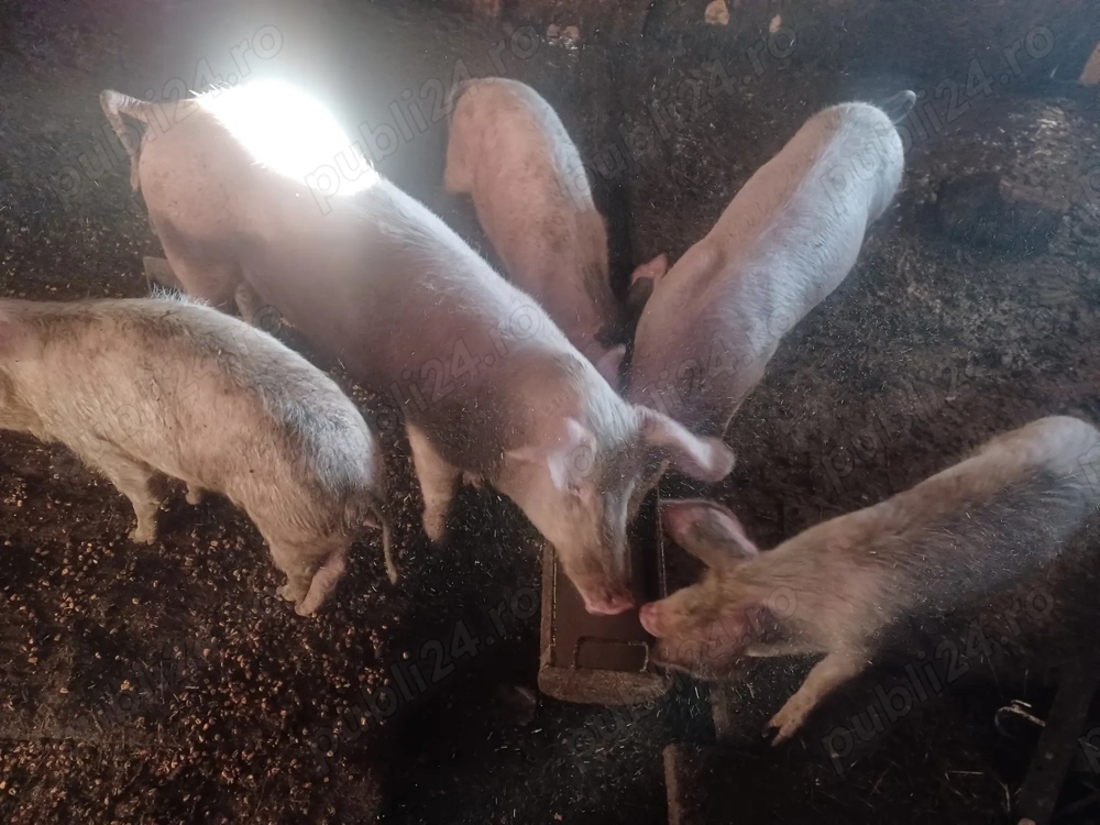 Purcei de casa Purcei de casa