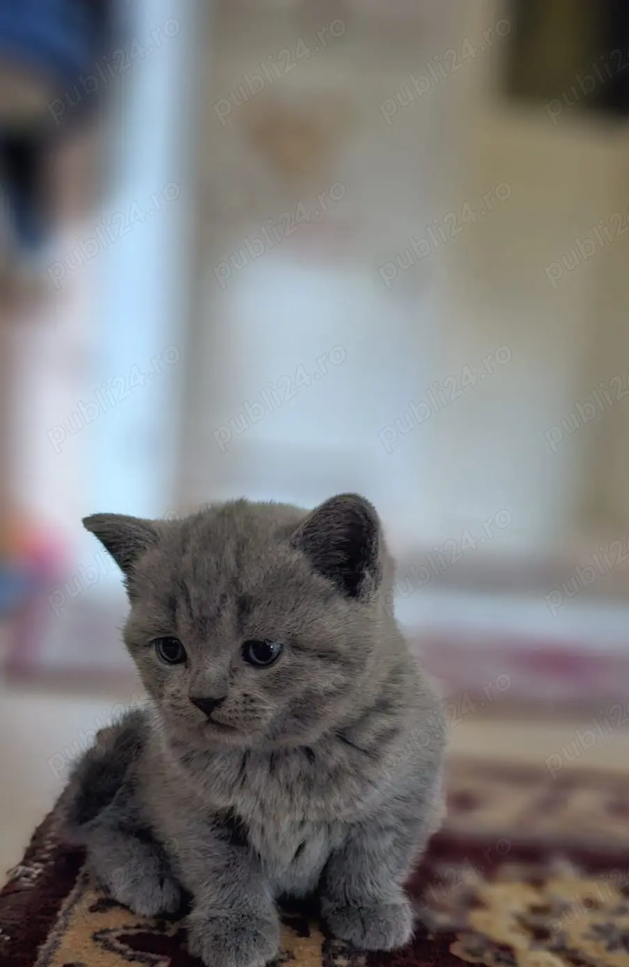 Motanel british Shorthair blue Motanel british Shorthair blue