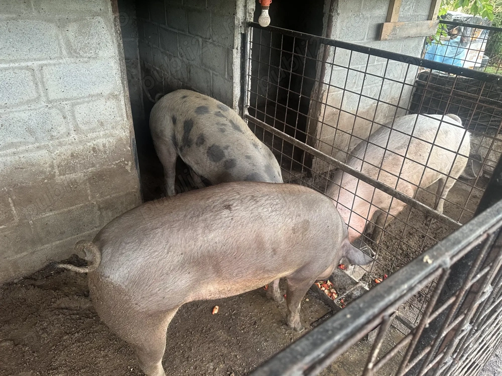 Vând porci de rasă 