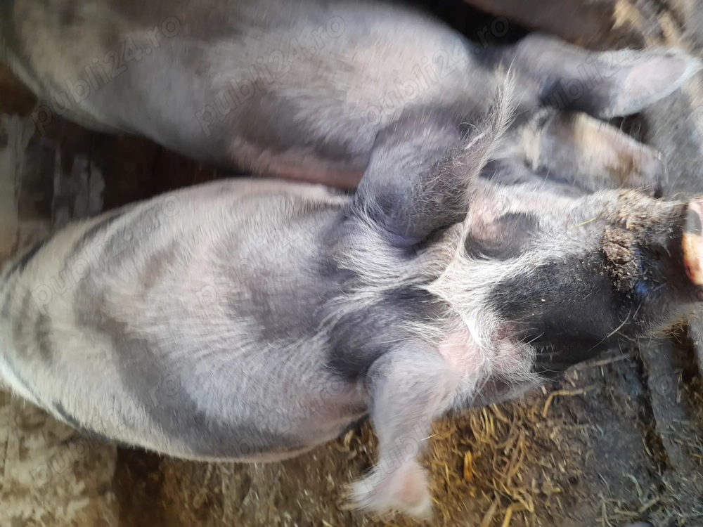 Porci de carne Petran belgian și duroc