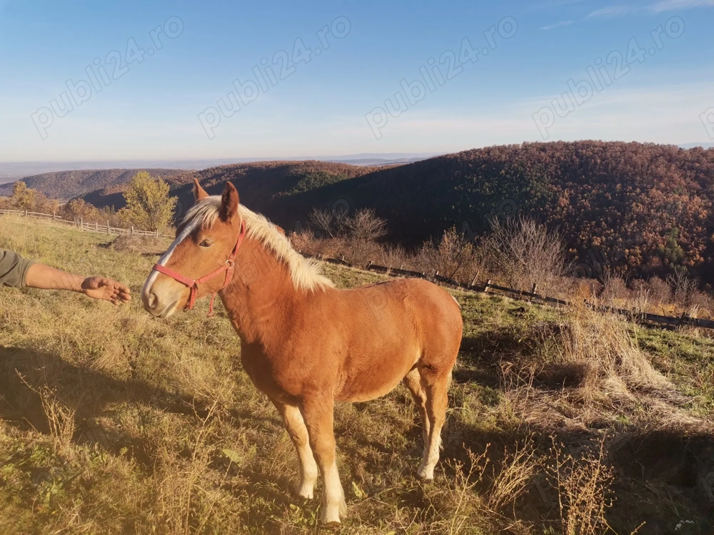 Mânz tânăr de 6 luni