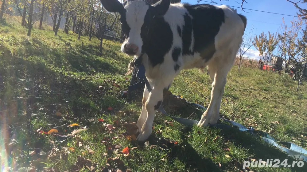 vand vitel de 4 saptamani pret 1800 vand vitel de 4 saptamani pret 1800