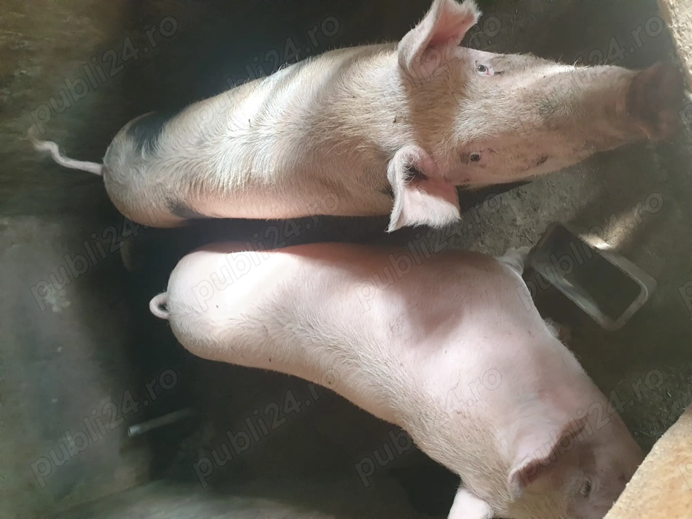 Porc aproximativ 140kg