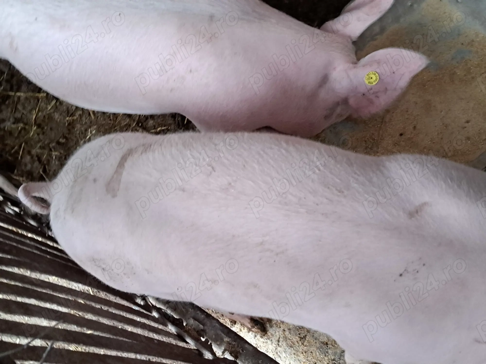 Porcii crescuți bio 65-70kg Porcii crescuți bio 65-70kg