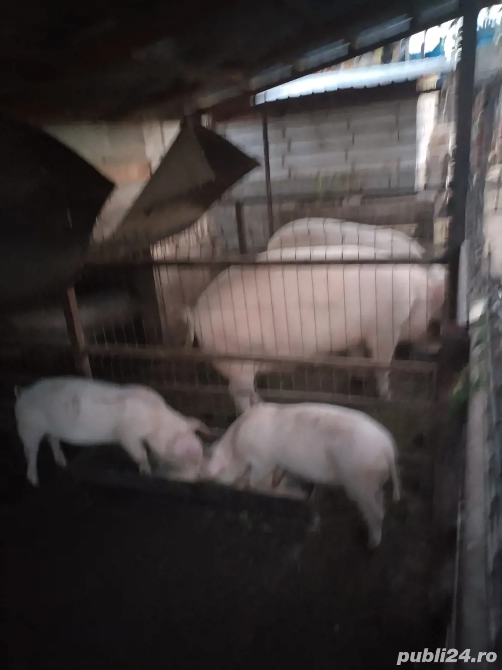 Vand porc  Vand porc