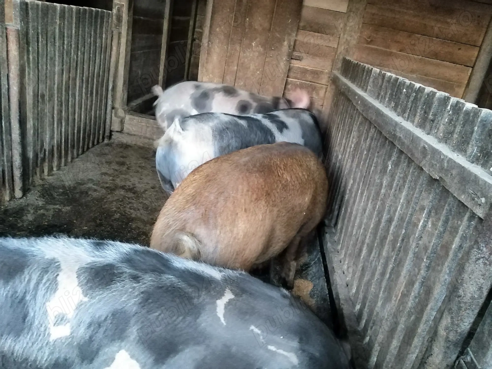 mangalita de sacrificat mangalita de sacrificat