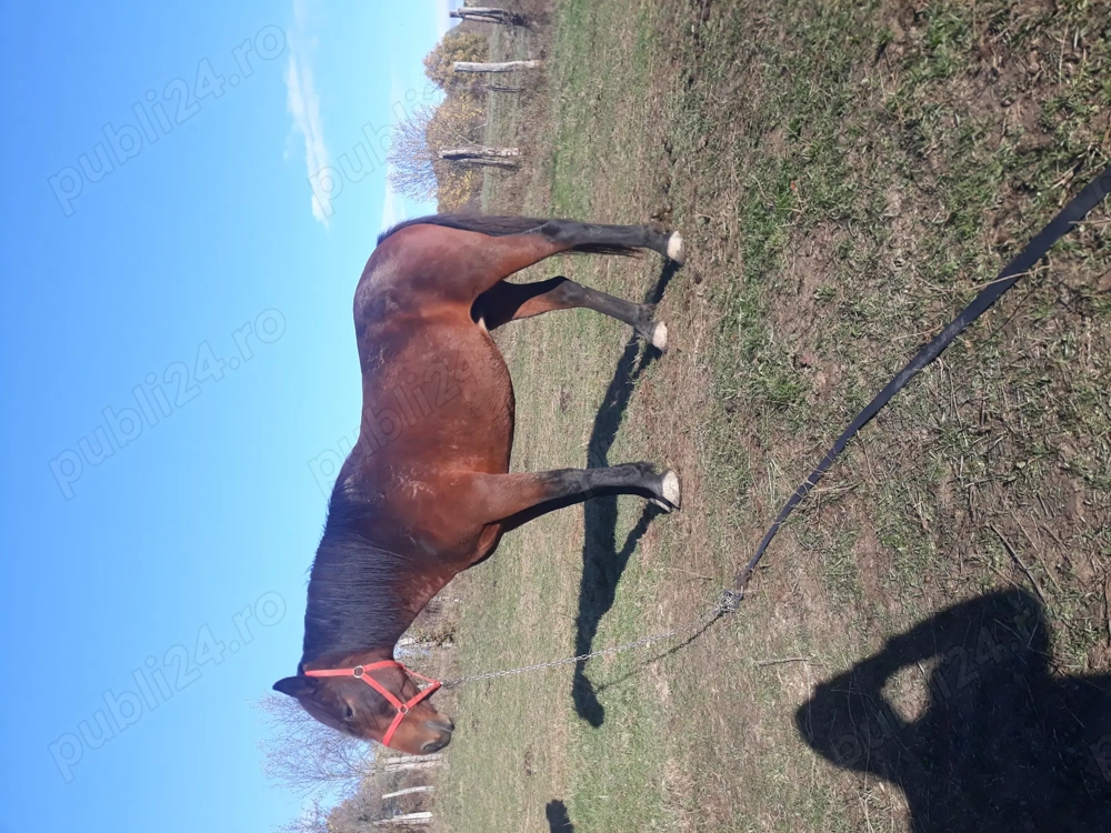 Vand Iapă Vand Iapă