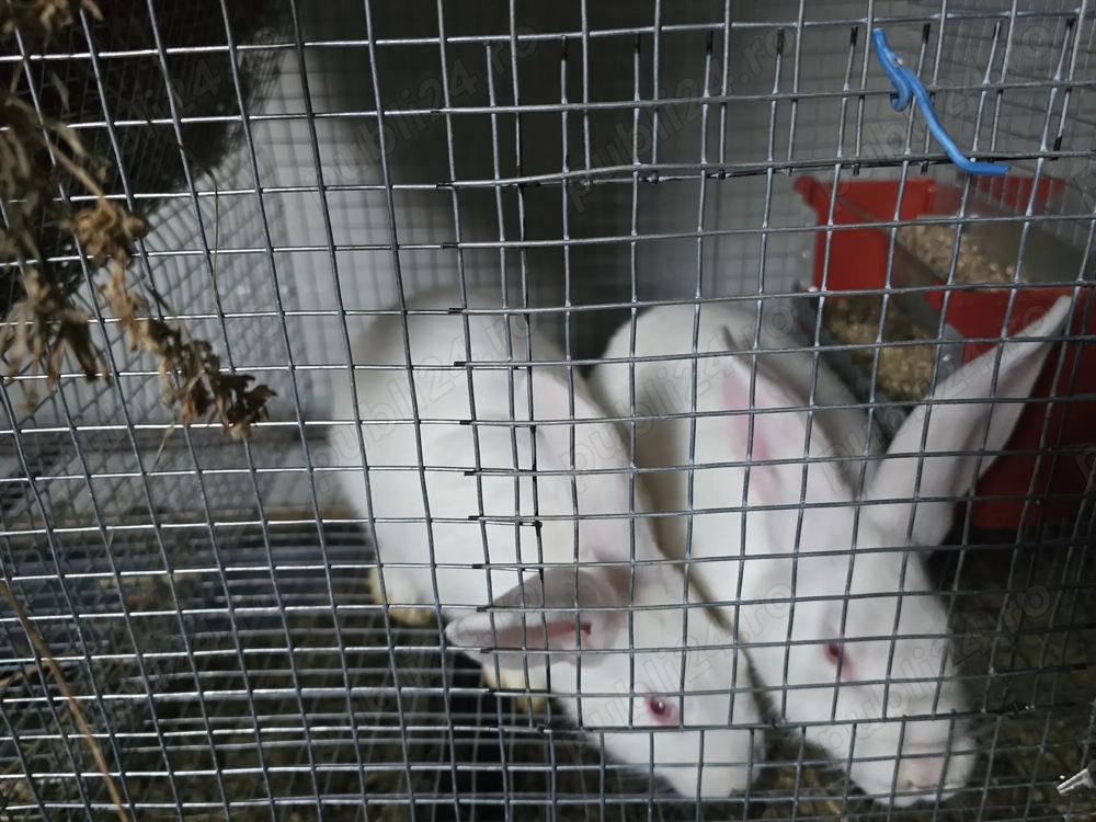 Iepuri carne Alb Pannon si Hycole francez