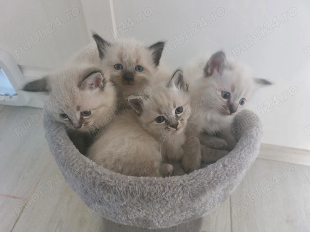 Pui pisica Birmaneza