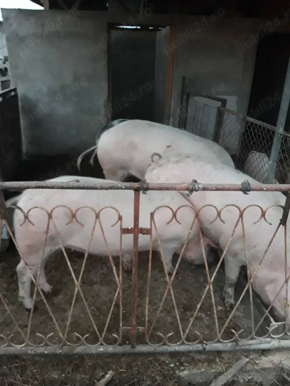 Vând porci rasă de carne Vând porci rasă de carne