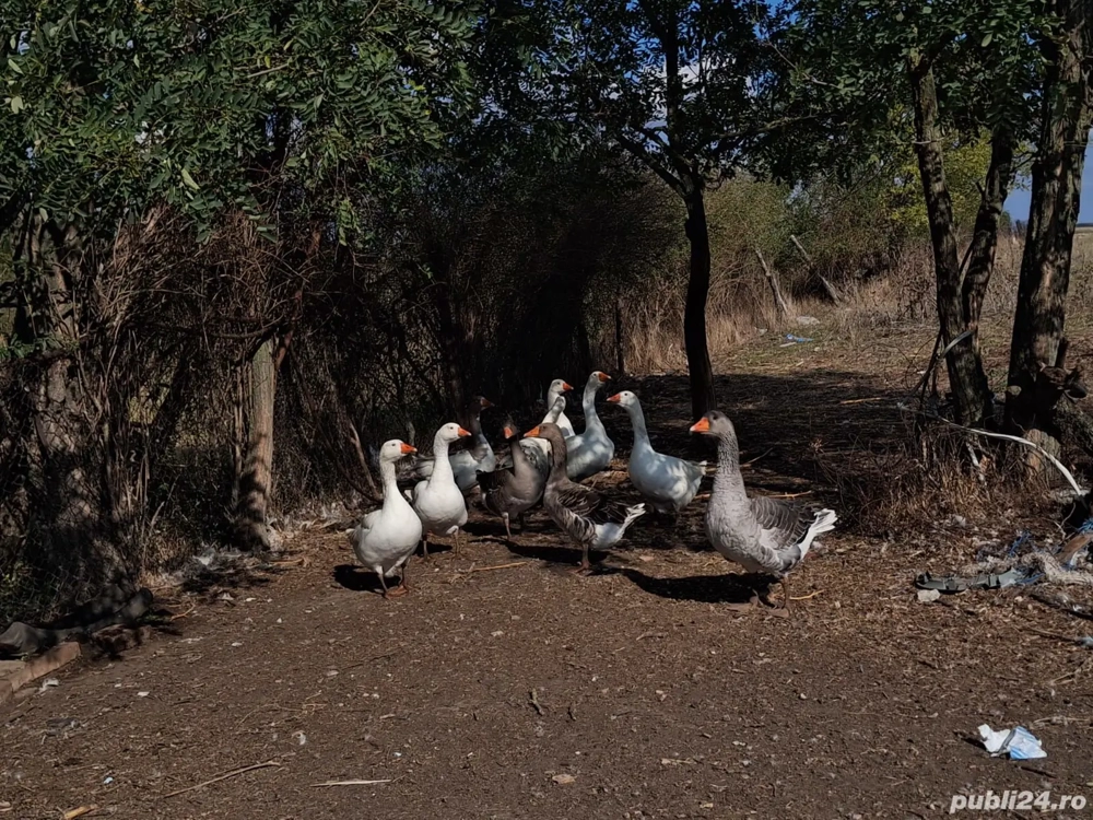 Vând gâște Vând gâște