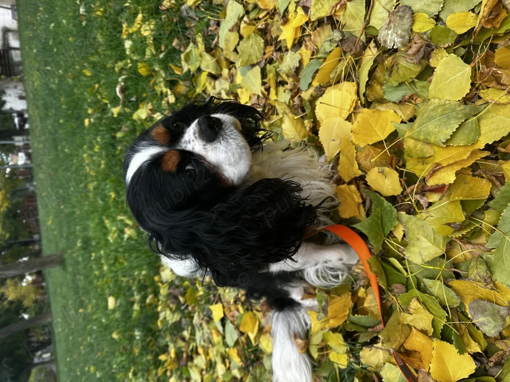 Monta cățel Cavallier king