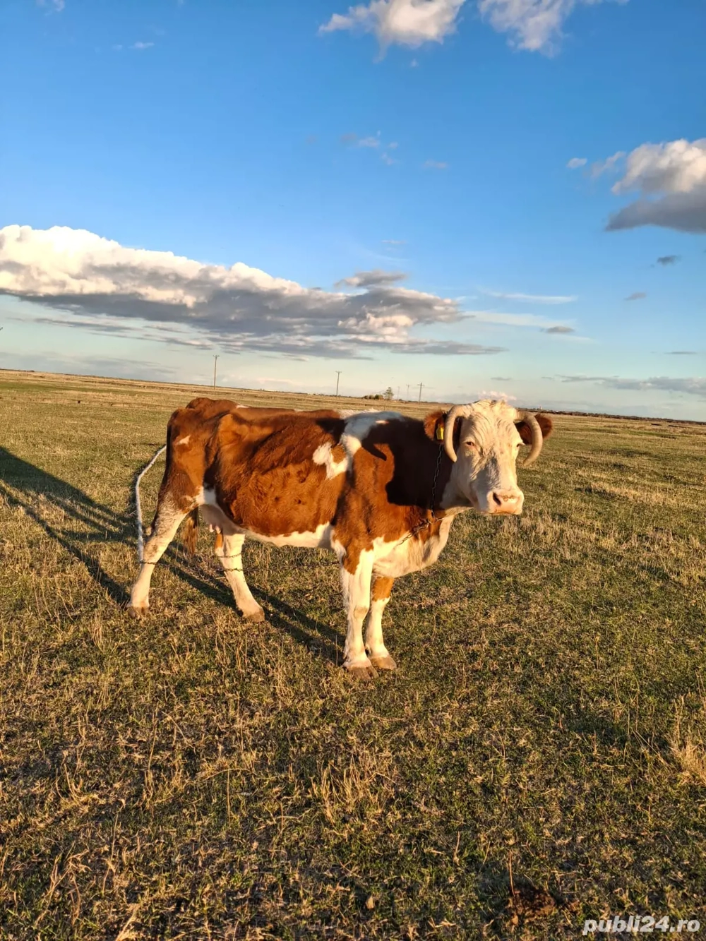 Vând vacă pentru abator