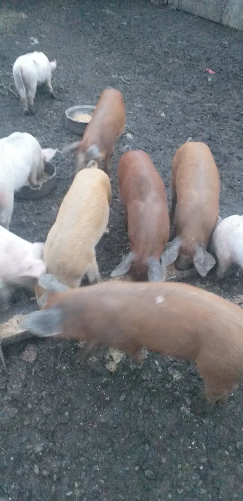 Vând purcei de 8 săptămâni