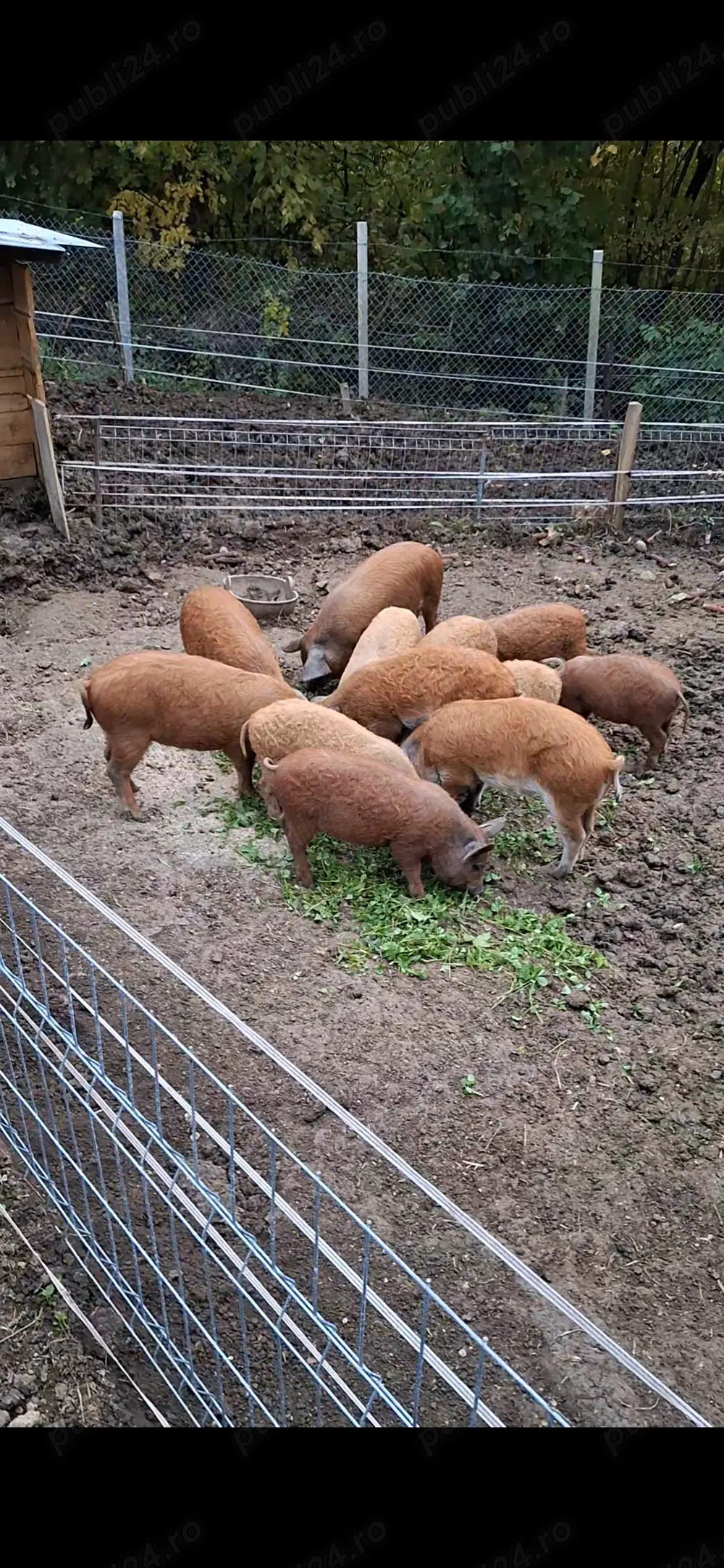   Mascul mangalita  blond