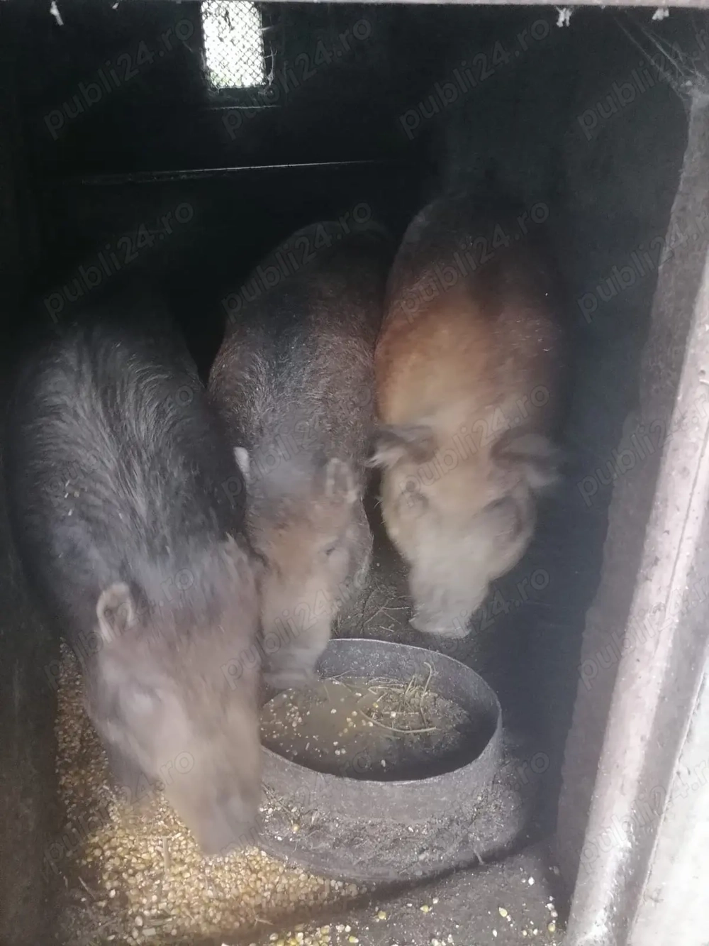 Vand porci mangalita