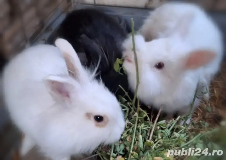  Vând iepurași pitic cap de leu