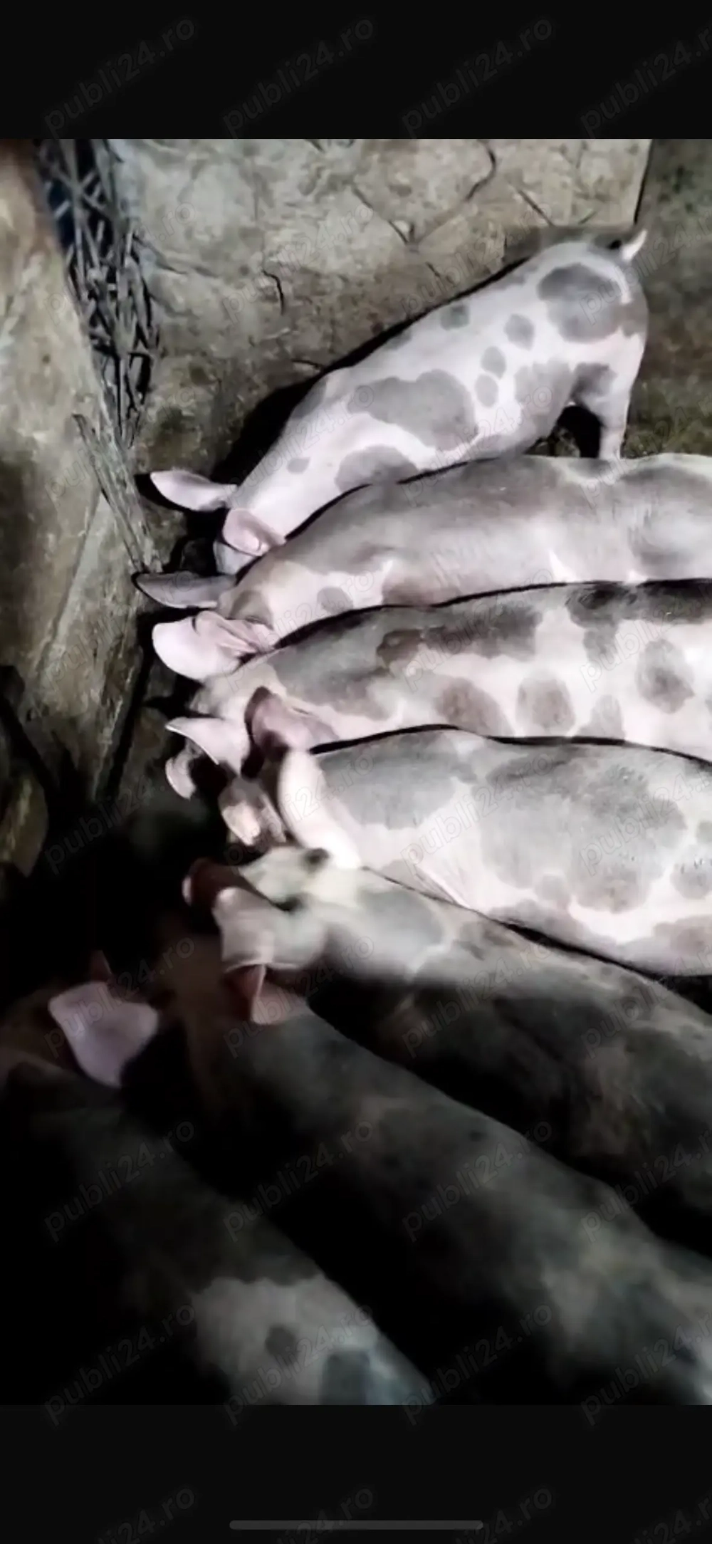 Vand porci 3 luni Vand porci 3 luni