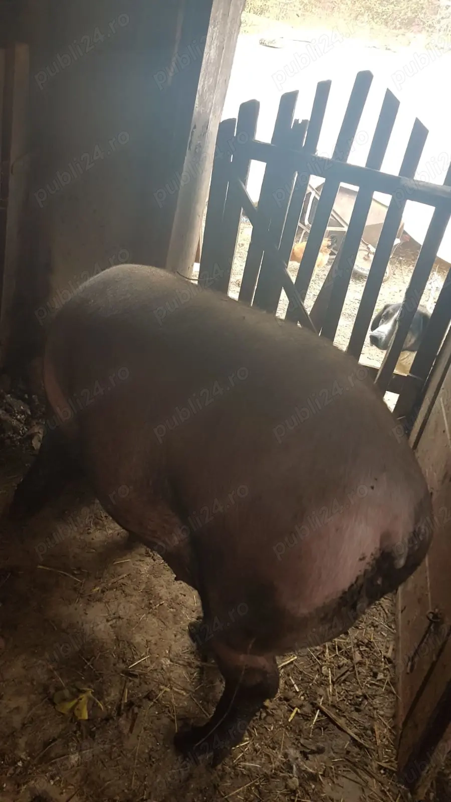 Porc de taiat 13 lei kg