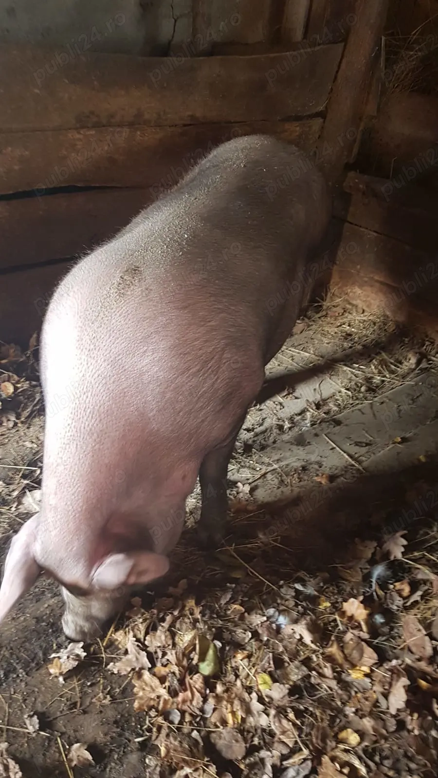 Vând Porc de tăiat Vând Porc de tăiat