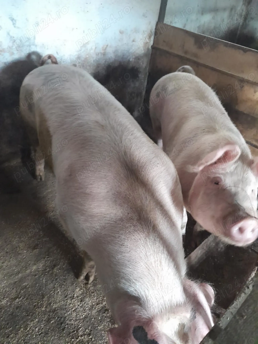 Vănd animale Vănd animale