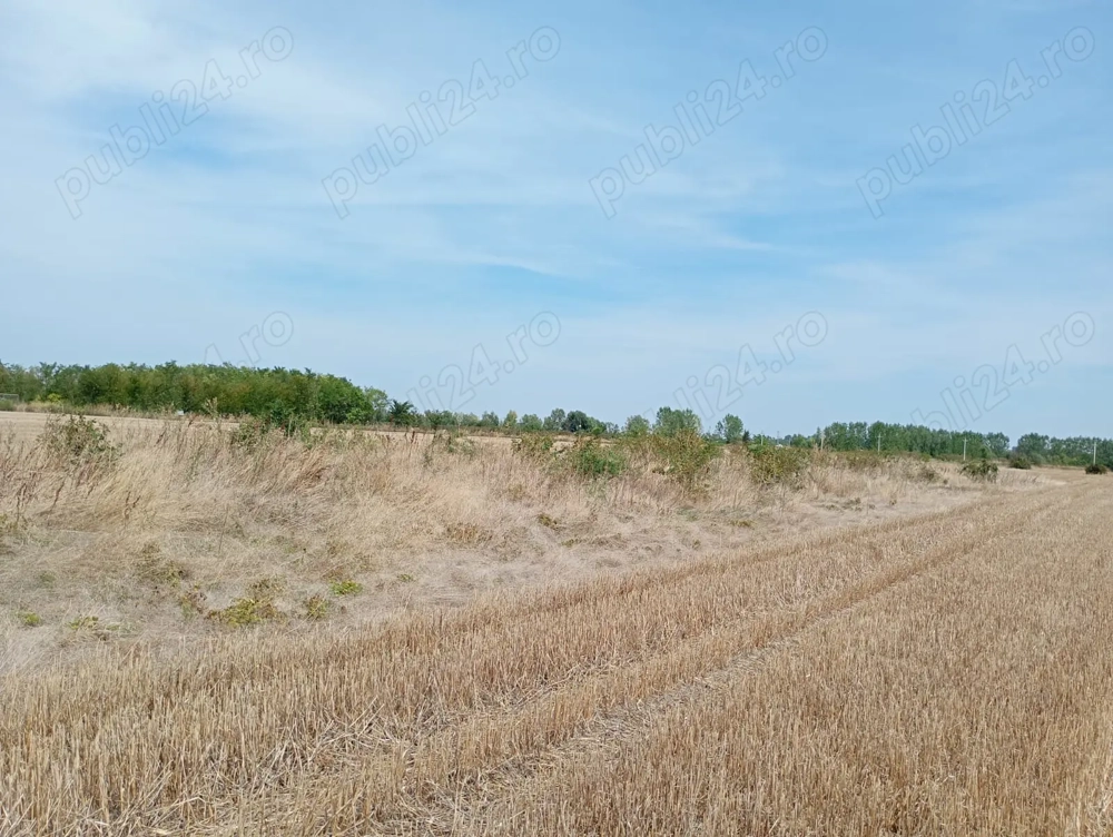 teren de vanzare Joita