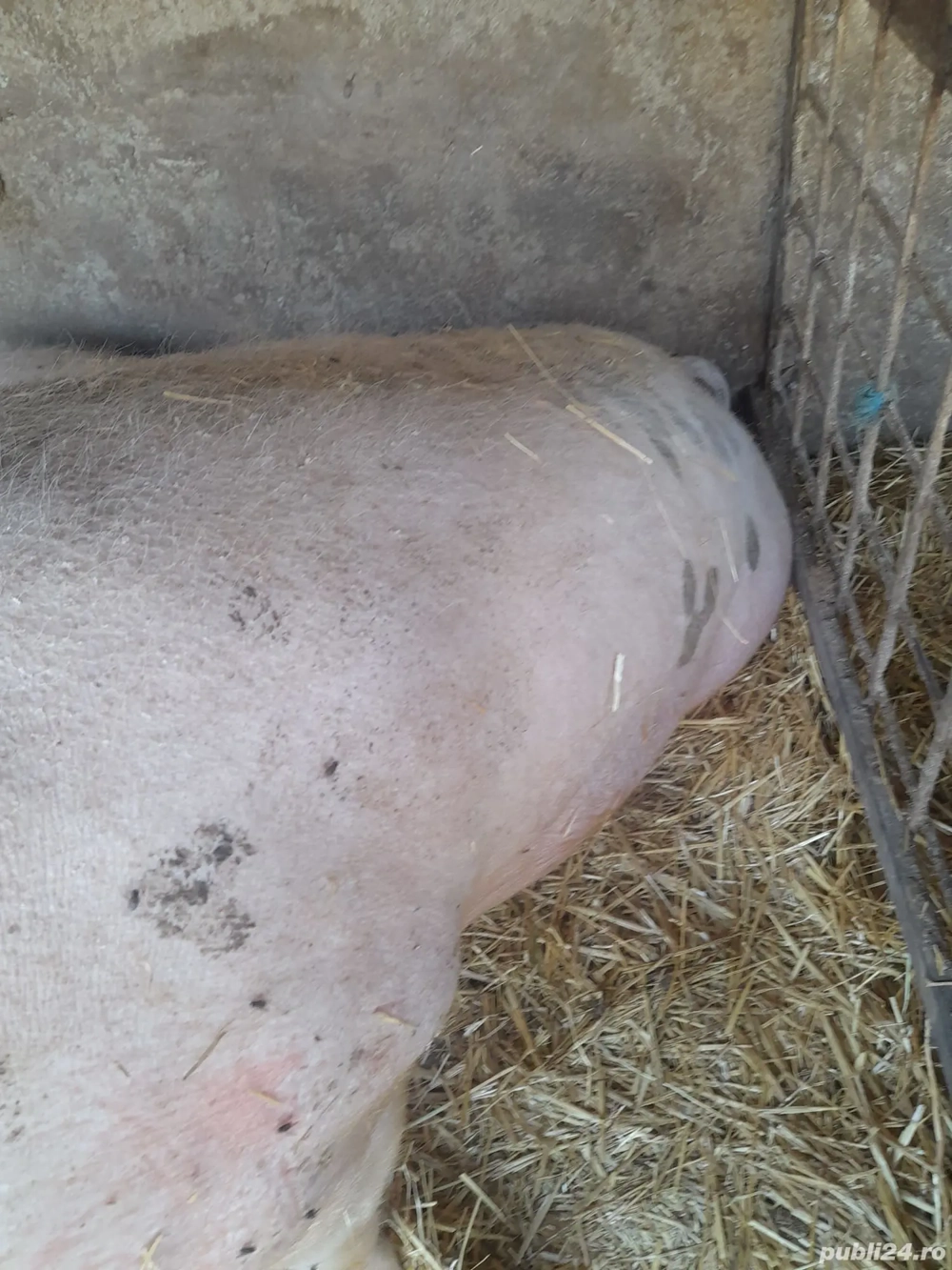 Vand porc 200 kg aproximativ 