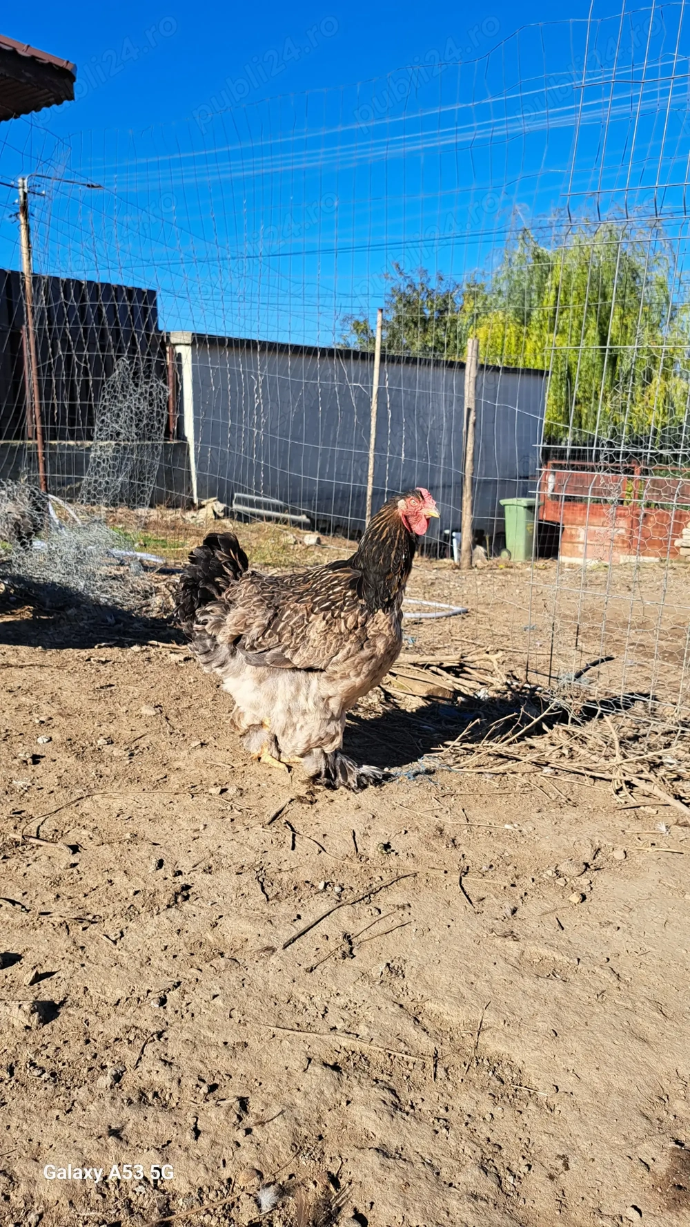 Cochinchin cu brahma superbe Cochinchin cu brahma superbe