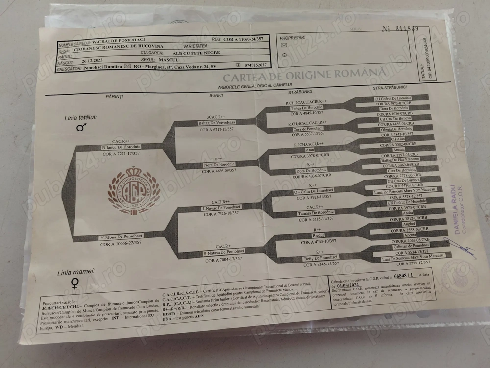 Vand mascul ciobanesc de bucovina cu pedigree Vand mascul ciobanesc de bucovina cu pedigree