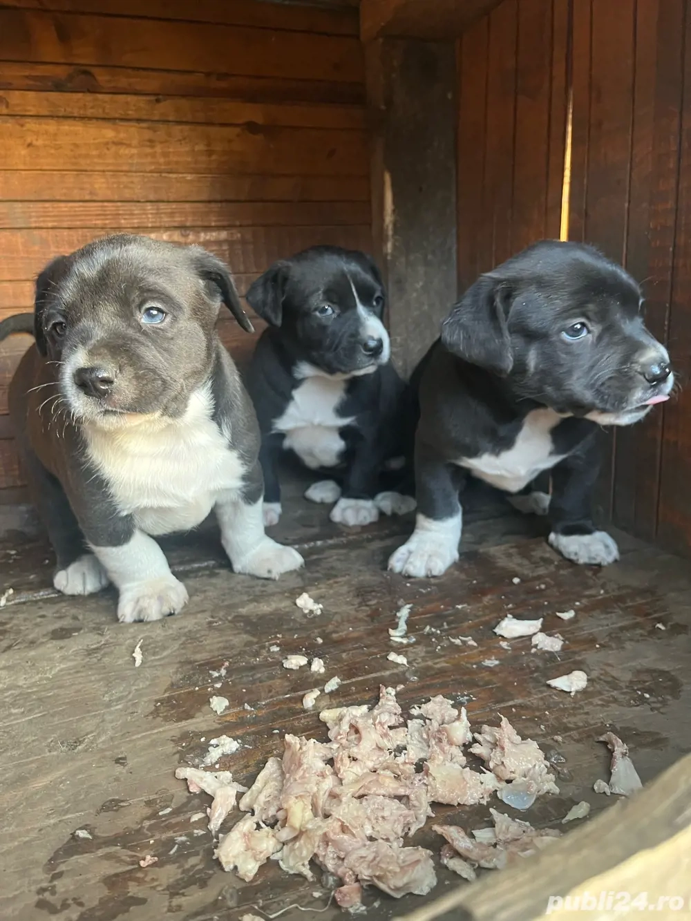 pui amstaff negri pui amstaff negri