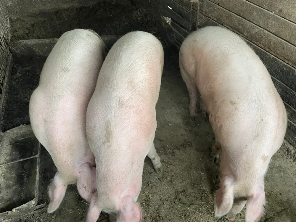 Vând porci de carne 