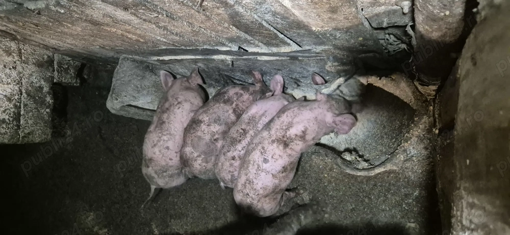 Vand purcei 6 saptamani