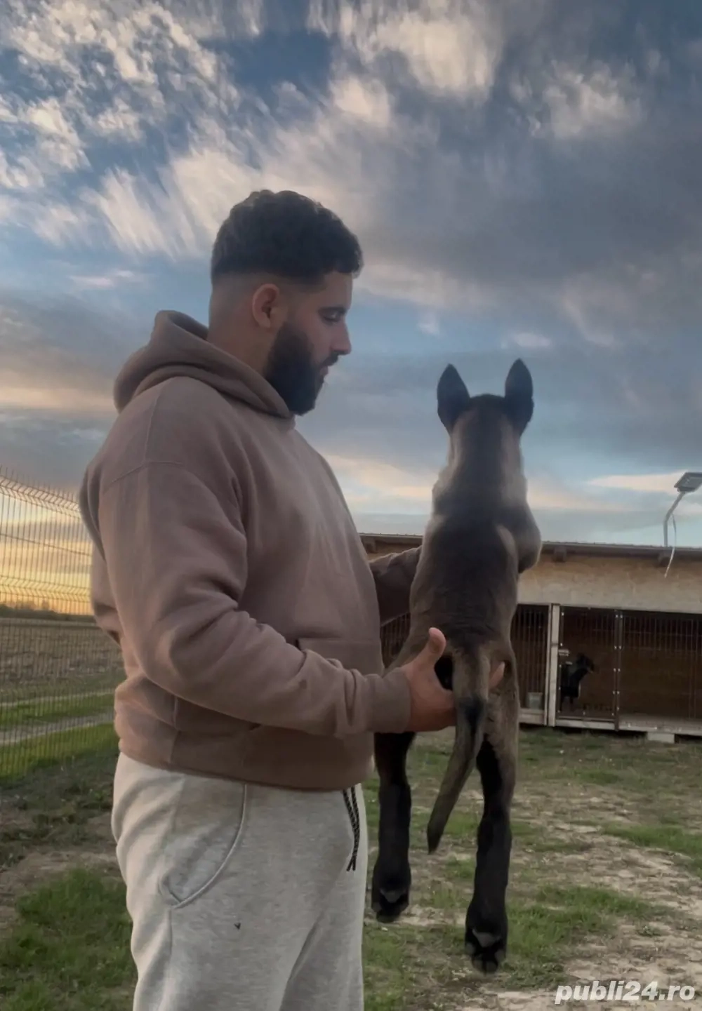 Pui Ciobănesc Belgian Malinois de vânzare 