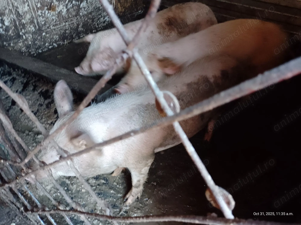 Vând trei porci un mascul și două scrofite Vând trei porci un mascul și două scrofite