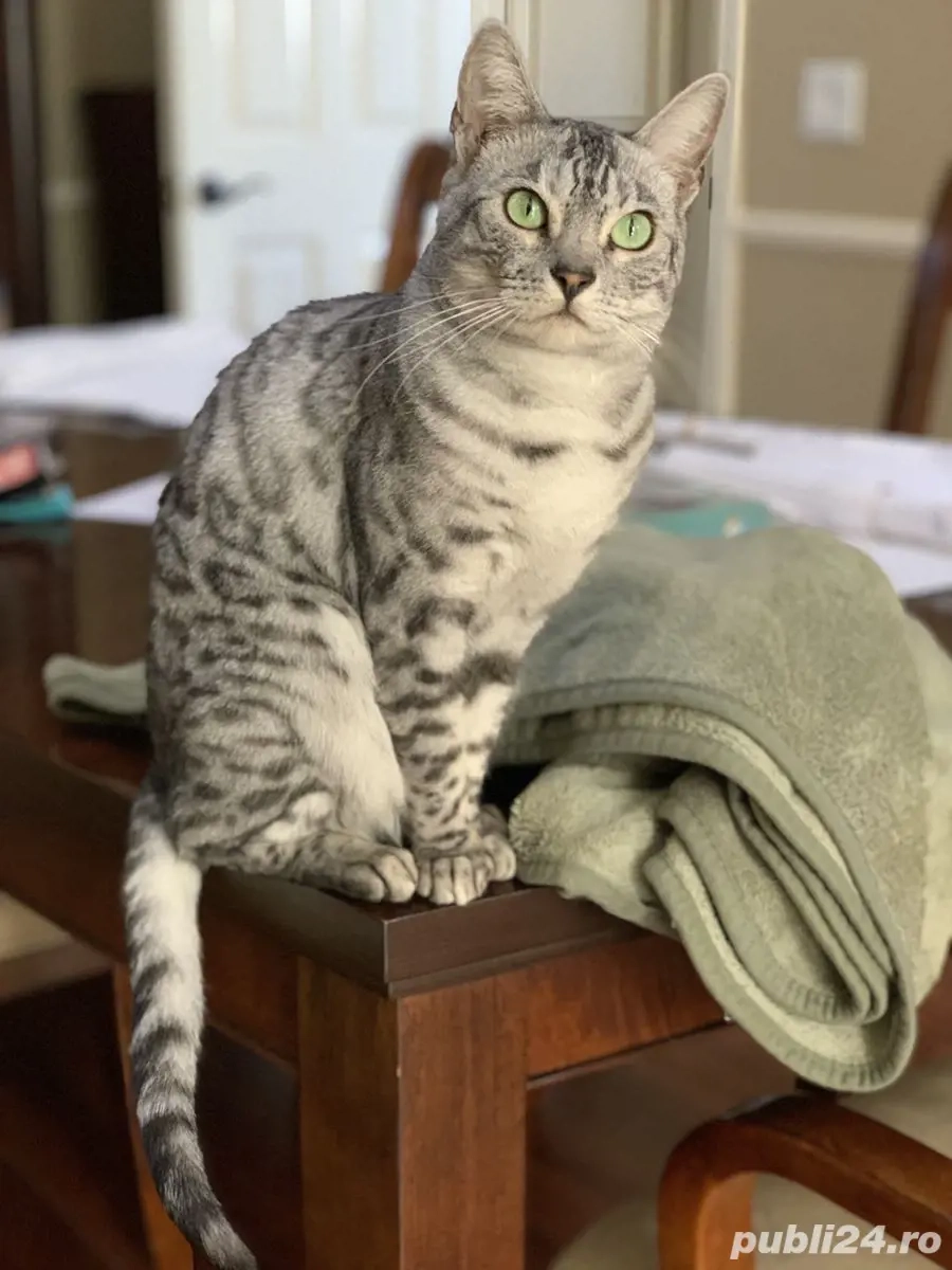 British Shorthair Tabby Silver 