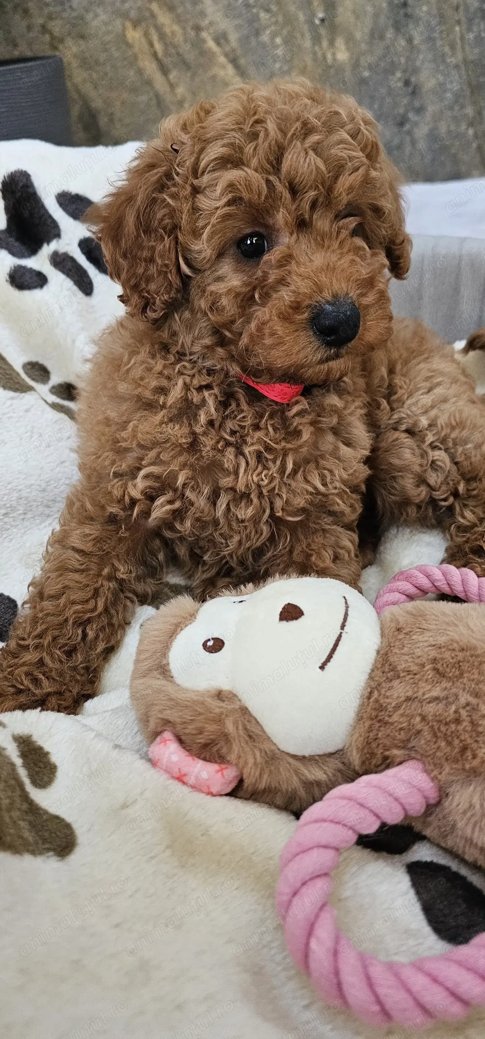 Pudel toy red ( fetiță )