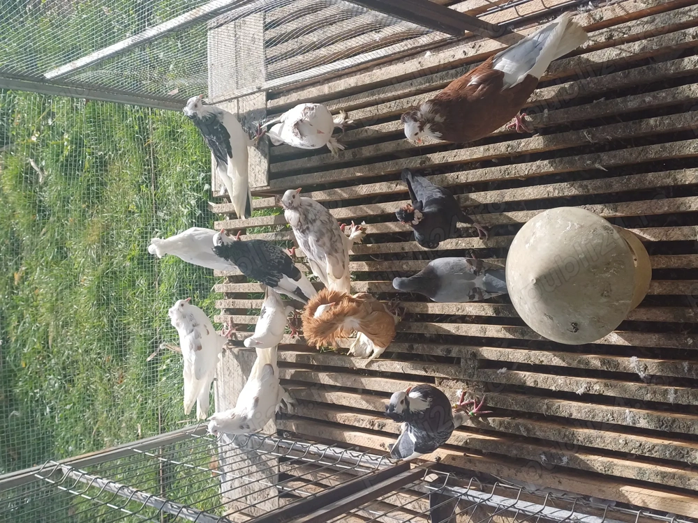 Vand porumbei mai multe rase 