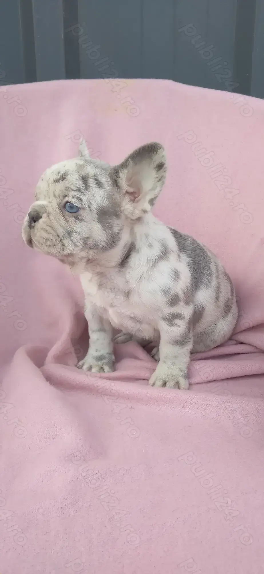 Femeluta bulldog francez lilac merle