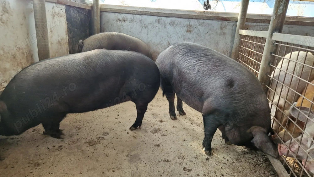 Vand porci, sănătoși,intre100-250 kg