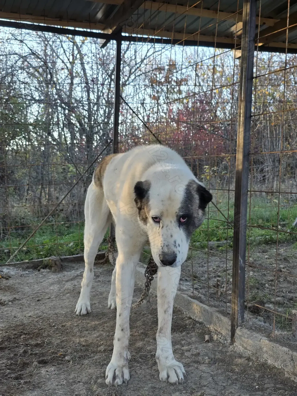 Mascul pt paza curte mix kangal cu alabai