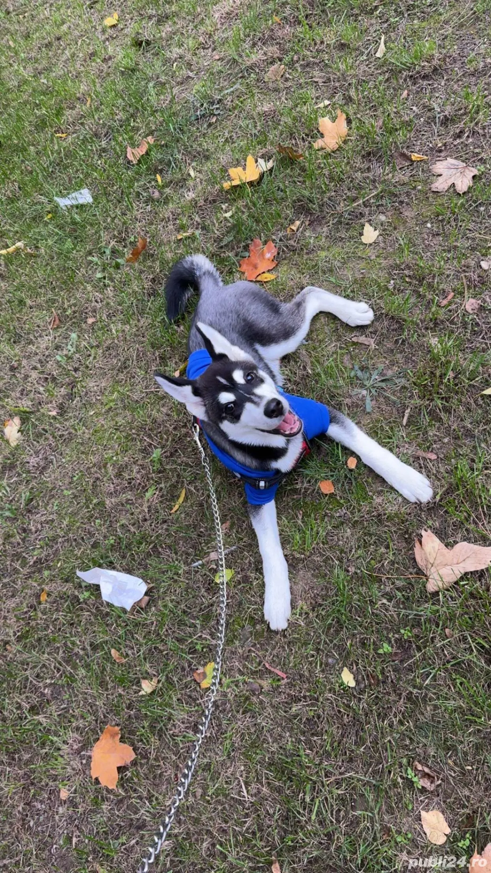 Vând pui husky 3 luni 