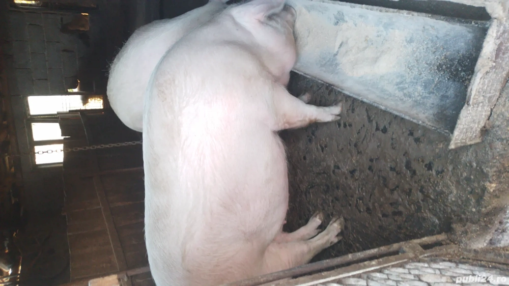 porci de vânzare 
