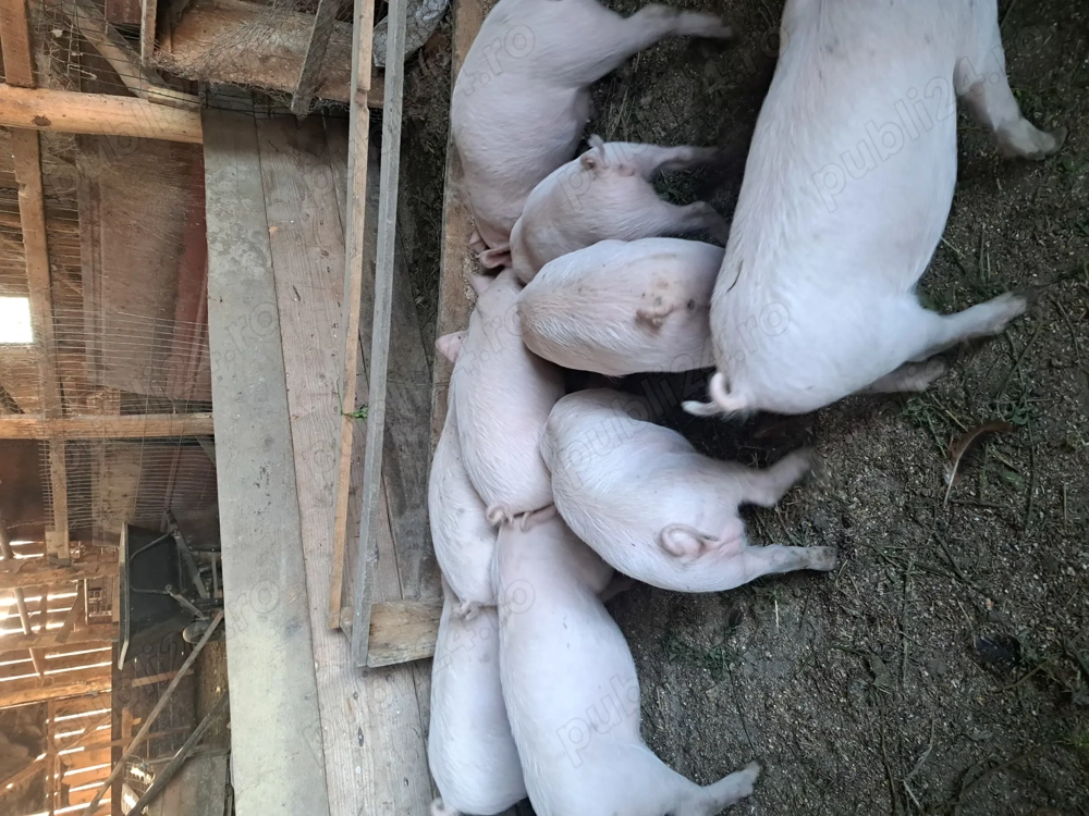 Vând purcei de 8 săptămâni 