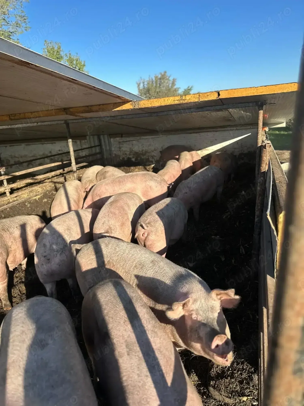 Vand porci de carne CRESCUTI BIO Vand porci de carne CRESCUTI BIO