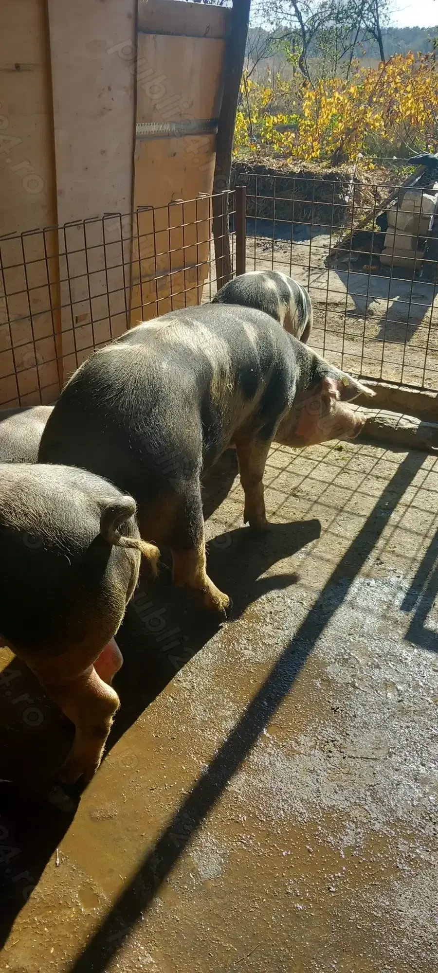 Vând porci pentru crăciun 