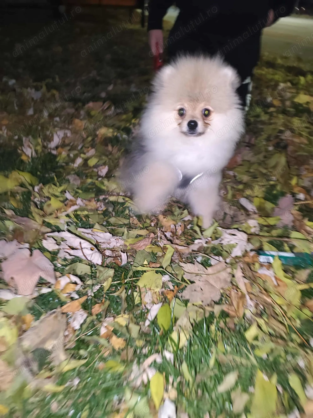 Vând pomerianian ,mascul de 4 luni jumate  cu pedigree vacinat adus din franta învățat la pled Vând pomerianian ,mascul de 4 luni jumate  cu pedigree vacinat adus din franta învățat la pled