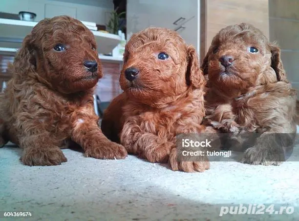 pui lagotto rosu