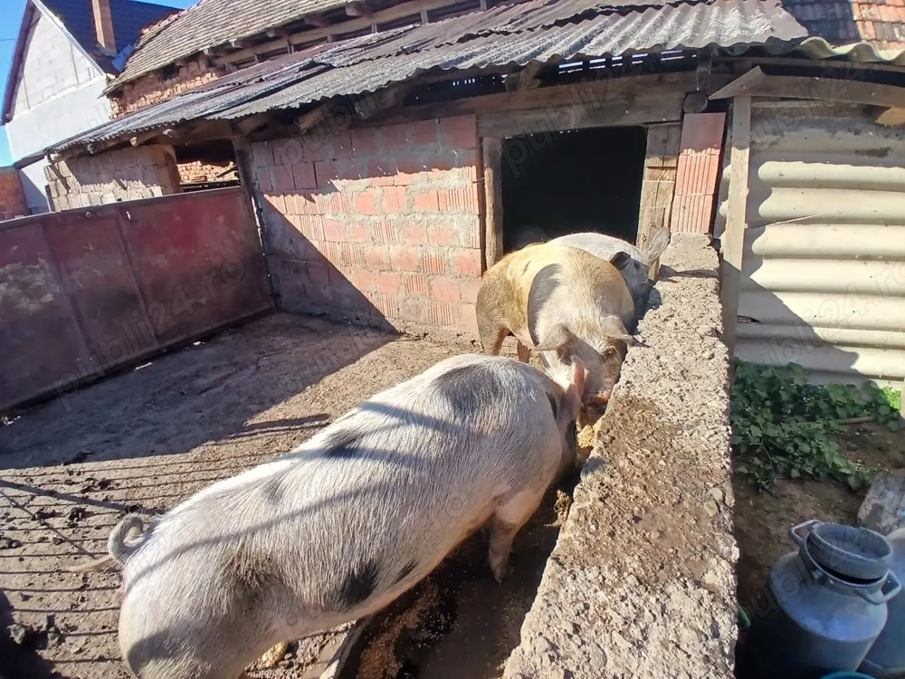 Vând porci de carne 