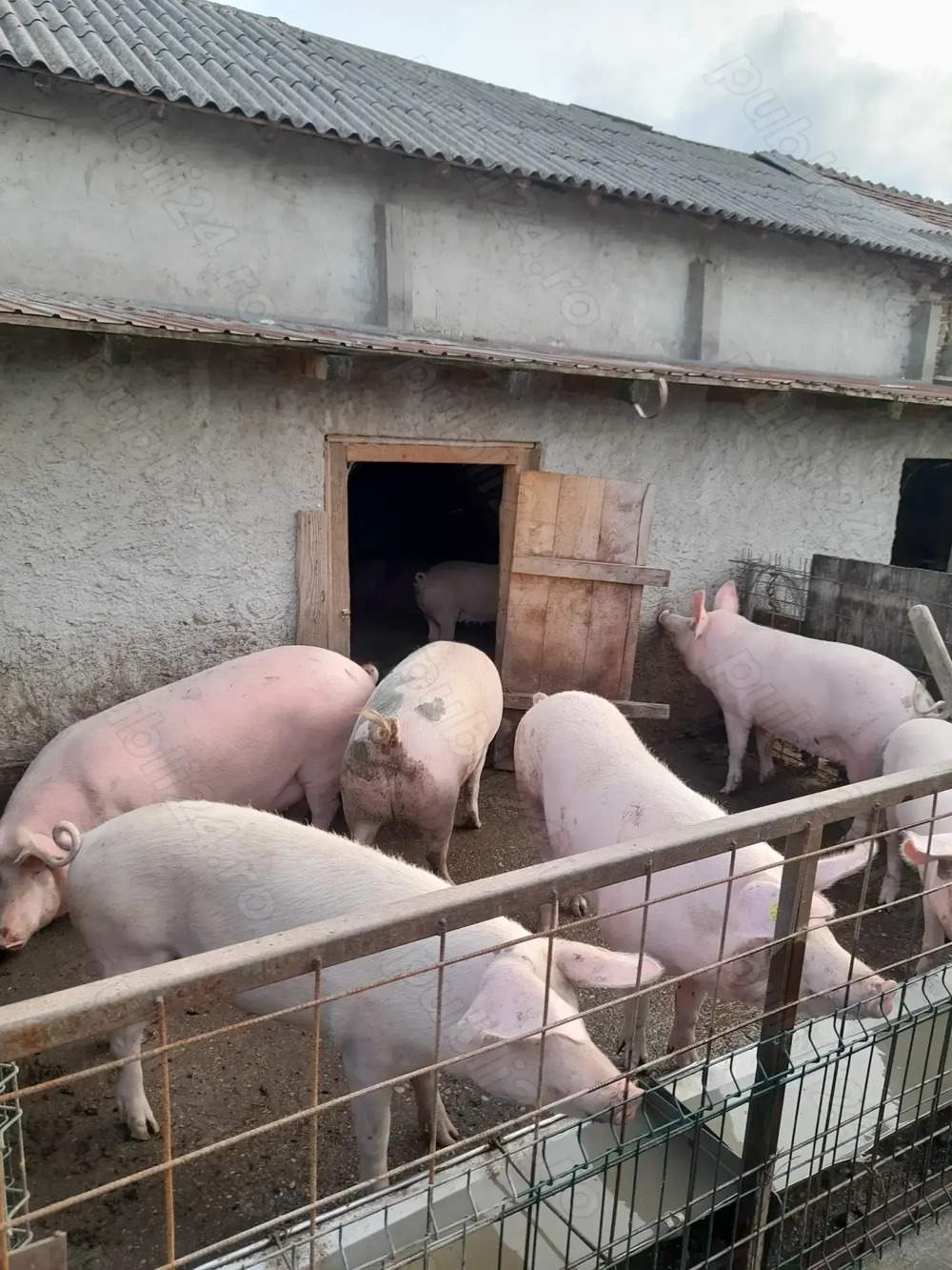 Vând porci jud. Giurgiu